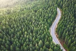 IMAGE: Road through trees