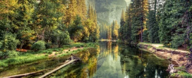 riverbed surrounded by trees